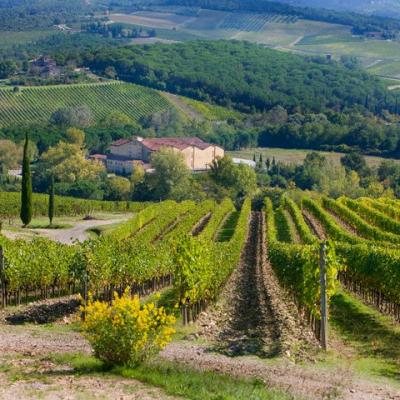 Chianti Morellino Vermentino Vernaccia Gallo Nero 