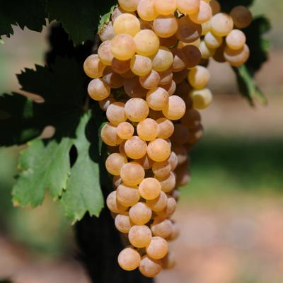cavalchina sommacampagna custoza garda