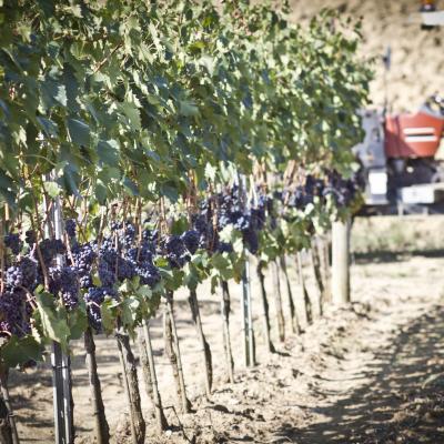 Vignaioli modellino di scansano