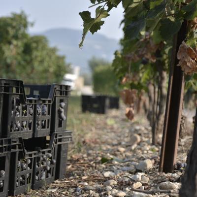 corte casella recinto amarone soave valpolicella