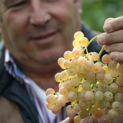 soave recioto valpolicella vicentini vino