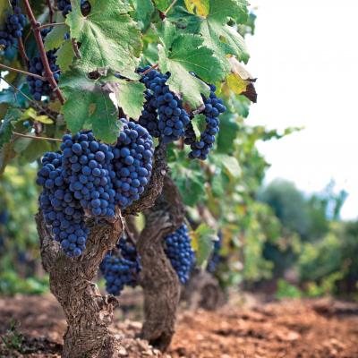 Puglia Leporano Taranto Primitivo Manduria Negroamaro