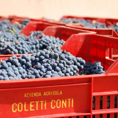 Coletti Conti Cesanese anagni