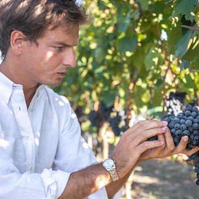 Conti Zecca Clemente Salento Puglia Winesoundtrack 