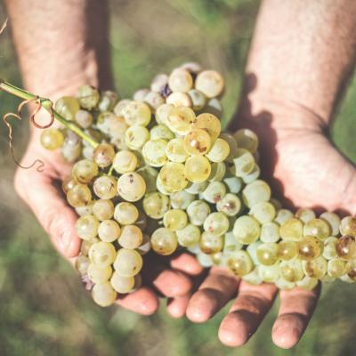 Cesanese Malvasia Bellone Trebbiano Flaminio