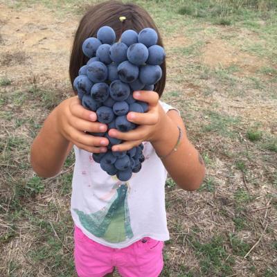 La svolta chianti sangiovese firenze toscana biologico