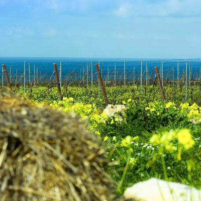Nuraghe Crabioni Sardegna Cannonau vermentino