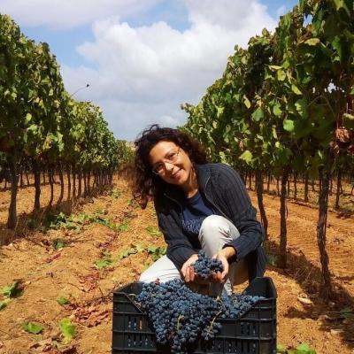 Sicilia Catania Etna Nerello Cappuccio Mascalese Ragusa Trapani Agrigento Frappato Inzolia Nocellara Iblea 