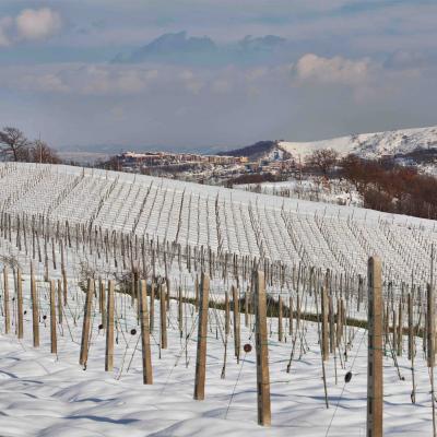 Terredora di Paolo irpinia canapina mastroberardino aglianico