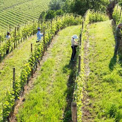 Poderi Gianni Gagliardo La Morra Langhe barolo