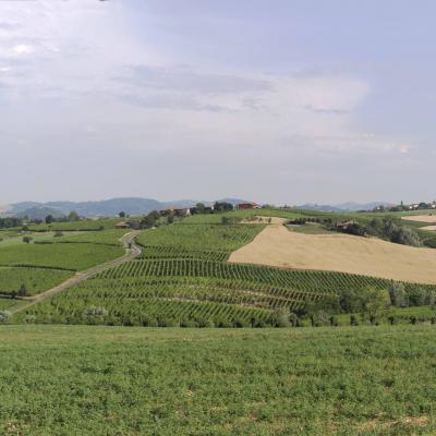 Emilia Romagna Pinot nero Malvasia Barbera Chardonnay 