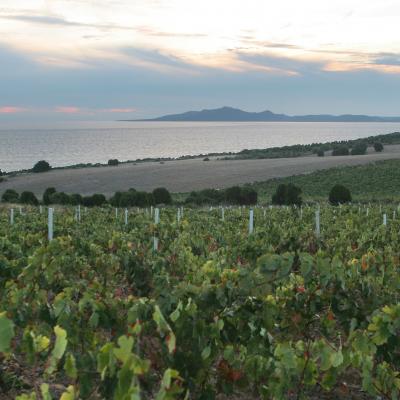 Sardegna Cagliari Sardegna Cannonau Vermentino Carignano