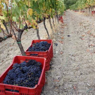 Basile Biologico montecucco toscana maremma
