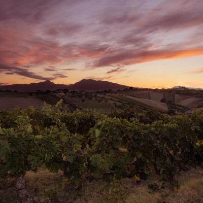 Passerina Pecorino Cerasuolo Sangiovese Merlot Cabernet