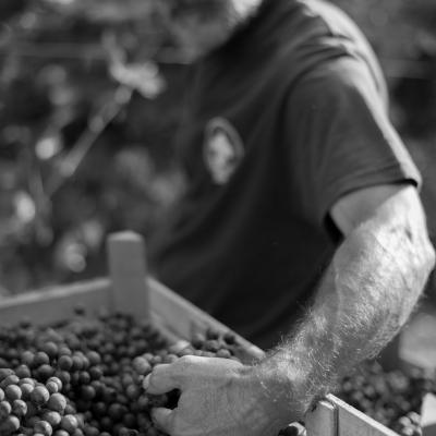amarone valpolicella veneto Verona wine 