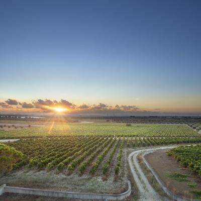 Cantele Puglia Primitivo Manara