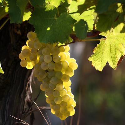 collio friuli ribolla castello spessa chardonnay pinot noir